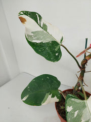 Philodendron White Princess Tricolor