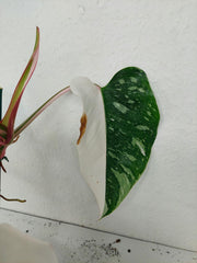 Philodendron White Princess Tricolor