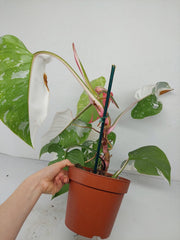 Philodendron White Princess Tricolor