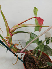 Philodendron White Princess Tricolor