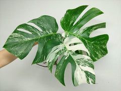 Monstera Variegata Stecklingsset