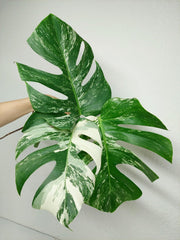 Monstera Variegata Stecklingsset