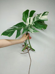 Monstera Variegata Stecklingsset