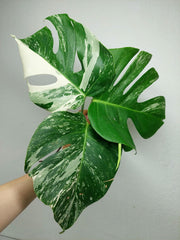 Monstera Variegata Stecklingsset