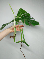 Monstera Variegata Stecklingsset