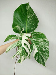 Monstera Variegata Stecklingsset