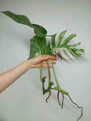 Monstera Variegata Stecklingsset