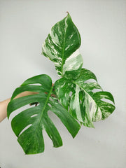 Monstera Variegata Stecklingsset