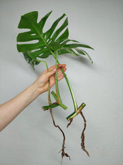 Monstera Variegata Stecklingsset