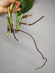 Monstera Variegata Stecklingsset