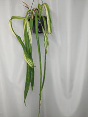 Anthurium Vittarifolium Variegata groß