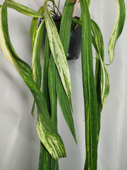 Anthurium Vittarifolium Variegata groß