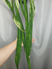 Anthurium Vittarifolium Variegata groß