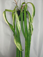 Anthurium Vittarifolium Variegata groß