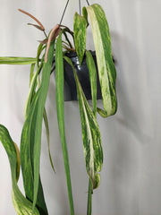 Anthurium Vittarifolium Variegata groß