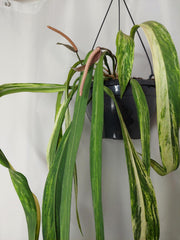 Anthurium Vittarifolium Variegata groß