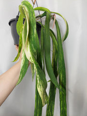 Anthurium Vittarifolium Variegata groß