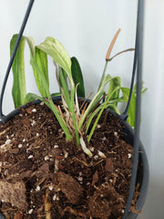 Anthurium Vittarifolium Variegata groß