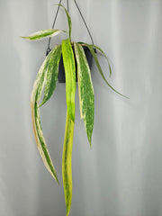 Anthurium Vittarifolium Variegata groß