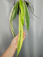 Anthurium Vittarifolium Variegata groß