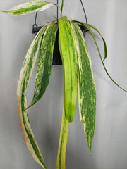 Anthurium Vittarifolium Variegata groß