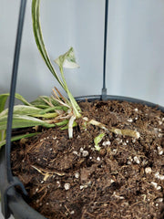 Anthurium Vittarifolium Variegata groß