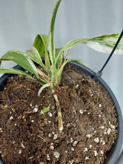 Anthurium Vittarifolium Variegata groß