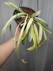 Anthurium Vittarifolium Variegata groß