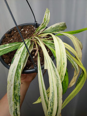 Anthurium Vittarifolium Variegata groß
