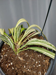 Anthurium Vittarifolium Variegata groß