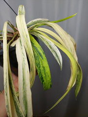 Anthurium Vittarifolium Variegata groß