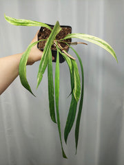 Anthurium Vittarifolium Variegata groß