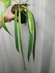 Anthurium Vittarifolium Variegata groß