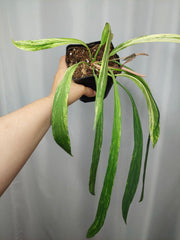 Anthurium Vittarifolium Variegata groß