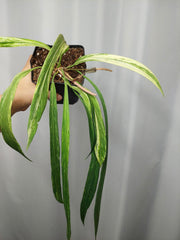 Anthurium Vittarifolium Variegata groß
