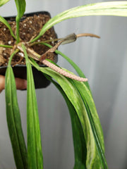 Anthurium Vittarifolium Variegata groß