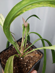 Anthurium Vittarifolium Variegata groß