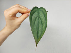 Philodendron Burle Marx Fantasy Steckling