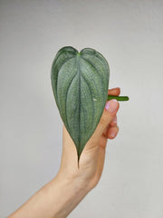 Philodendron Burle Marx Fantasy Steckling