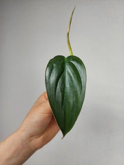 Philodendron Burle Marx Fantasy Steckling