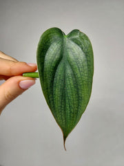 Philodendron Burle Marx Fantasy Steckling