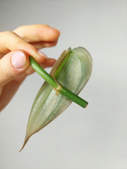 Philodendron Burle Marx Fantasy Steckling