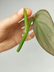 Philodendron Burle Marx Fantasy Steckling