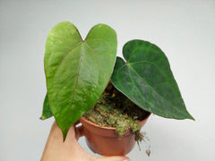 Anthurium Papillilaminum x Dressleri
