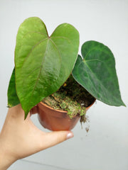 Anthurium Papillilaminum x Dressleri