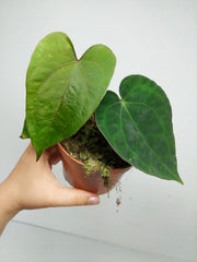 Anthurium Papillilaminum x Dressleri