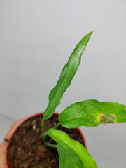 Monstera Obliqua Yasuni