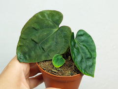 Anthurium Dressleri Pure