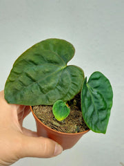 Anthurium Dressleri Pure
