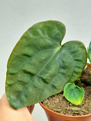 Anthurium Dressleri Pure